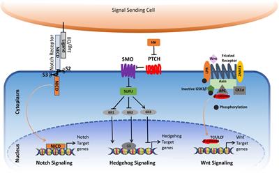 The Role of Notch, Hedgehog, and Wnt Signaling Pathways in the Resistance of Tumors to Anticancer Therapies